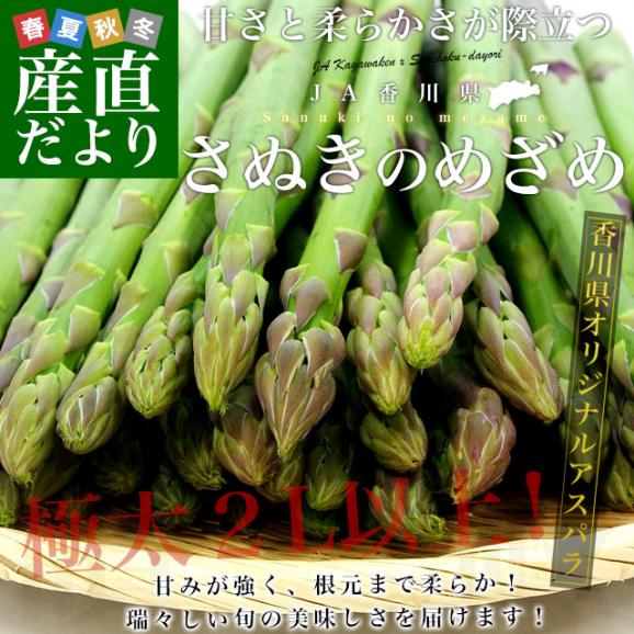 香川県より産地直送 JA香川県アスパラ さぬきのめざめ  2L以上 約1キロ (20本から30本前後) 送料無料 丸亀市他 アスパラガス02