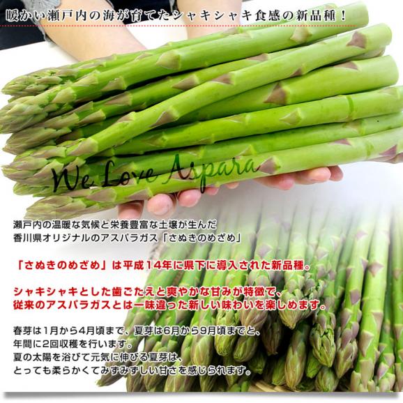 香川県より産地直送 JA香川県アスパラ さぬきのめざめ  2L以上 約1キロ (20本から30本前後) 送料無料 丸亀市他 アスパラガス04