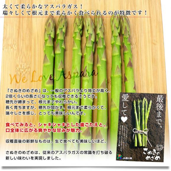 香川県より産地直送 JA香川県アスパラ さぬきのめざめ  2L以上 約1キロ (20本から30本前後) 送料無料 丸亀市他 アスパラガス05