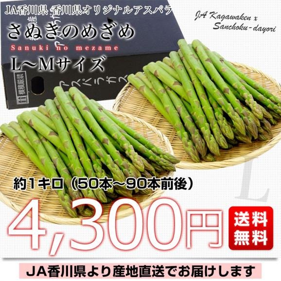 香川県より産地直送 JA香川県アスパラ さぬきのめざめ LからMサイズ 約1キロ (50本から90本前後)  送料無料 丸亀市他 アスパラガス03