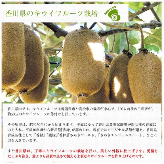 香川県より産地直送 JA香川県 キウイフルーツ 香緑(こうりょく) 　約3キロ　(20玉から35玉前後) 送料無料06
