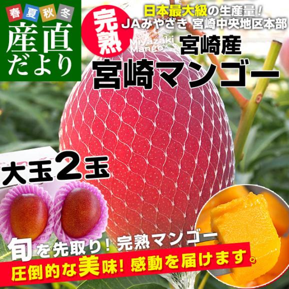 宮崎県より産地直送 JAみやざき　宮崎中央地区本部 宮崎完熟マンゴー 2L×2玉 合計700g以上 (350gから449g×2玉)  送料無料 まんごー 宮崎マンゴー02
