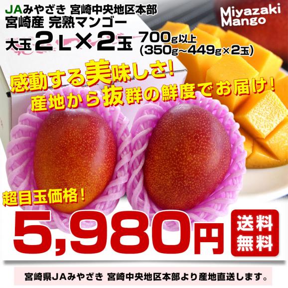 宮崎県より産地直送 JAみやざき　宮崎中央地区本部 宮崎完熟マンゴー 2L×2玉 合計700g以上 (350gから449g×2玉)  送料無料 まんごー 宮崎マンゴー03