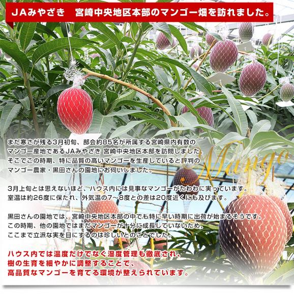 宮崎県より産地直送 JAみやざき 宮崎中央地区本部 宮崎完熟