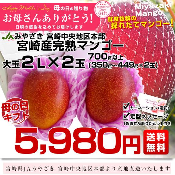 遅れてごめん母の日ギフト 宮崎県より産地直送 JAみやざき宮崎中央地区本部　宮崎完熟マンゴー 大玉2L×2玉 合計700g以上 (350gから449g×2玉)  送料無料 まんごー  母の日　ははのひ03