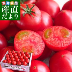 茨城県より産地直送　JAなめがたしおさい　フルーツトマト　キストマト　Sサイズ　約1キロ（17から25玉）