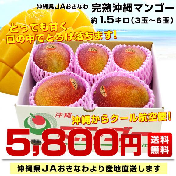 沖縄県より産地直送 JAおきなわ 完熟沖縄マンゴー 約1.5キロ (3玉から6玉入) 送料無料 まんごー アップルマンゴー　お中元 ギフト　from沖縄03