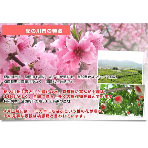 和歌山県より産地直送 JA紀の里 紀の里の桃 特秀品 1.8キロ (6玉から8玉) 送料無料 桃 もも05