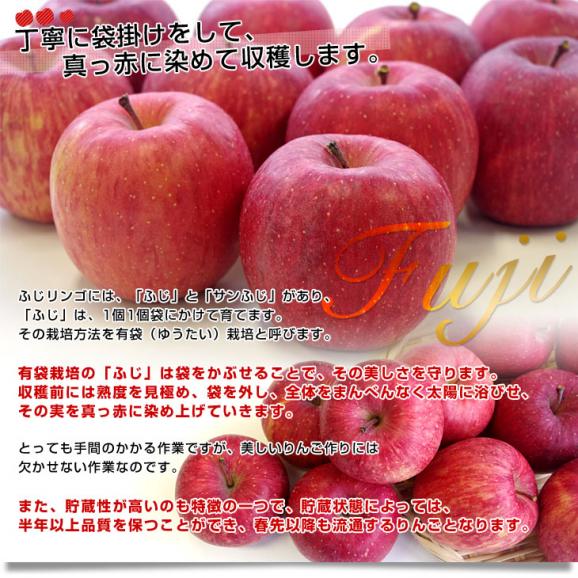 送料無料　青森県より産地直送　JA津軽みらい　ふじりんご　CA貯蔵品　3キロ（10玉） 林檎　リンゴ　※クール便05