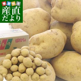 送料無料　長崎県産　JA全農ながさき　じゃがいも（ニシユタカ）　Lサイズ　10キロ　市場発送　馬鈴薯　ばれいしょ