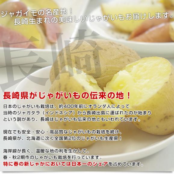 送料無料　長崎県産　JA全農ながさき　じゃがいも（ニシユタカ）　Lサイズ　10キロ　市場発送　馬鈴薯　ばれいしょ04