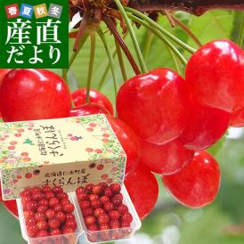 北海道フルーツ王国「仁木町」から高級さくらんぼをお届けします！