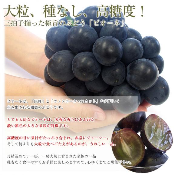 山梨県より産地直送 JAフルーツ山梨 種なしピオーネ 秀品 大房2房入り 化粧箱 (約550g ×2房) 送料無料 葡萄 ぶどうギフト 夏ギフト お中元 御中元05