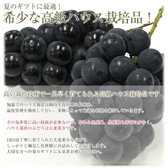 山梨県より産地直送 JAフルーツ山梨 種なし巨峰 秀品 大房1房入り化粧箱 (約550g×1房) 送料無料 葡萄 ぶどう ギフト 夏ギフト お中元 御中元04