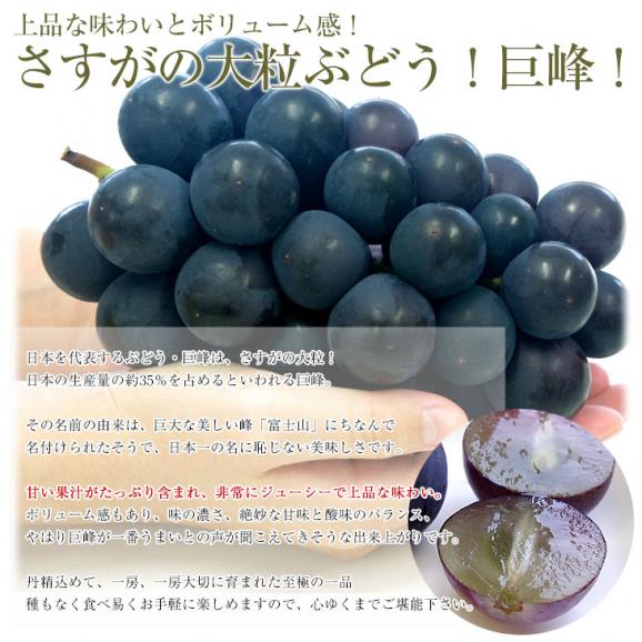 山梨県より産地直送 JAフルーツ山梨 種なし巨峰 秀品 大房1房入り化粧箱 (約550g×1房) 送料無料 葡萄 ぶどう ギフト 夏ギフト お中元 御中元05