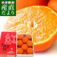 送料無料 香川県より産地直送 JA香川県 高級ハウス栽培 小原紅早生みかん 1.2キロ（10から15玉入） 蜜柑 ミカン