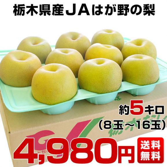 栃木県より産地直送 JAはが野の梨 優品以上 約5キロ (8玉から16玉) なし ナシ 送料無料03