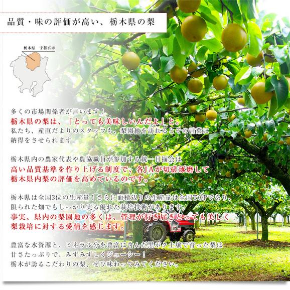 栃木県より産地直送 JA全農とちぎ 豊水梨 優品以上 約5キロ (8玉から16玉) なし ナシ　送料無料05