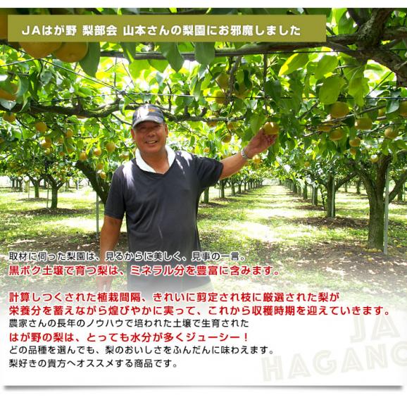 栃木県より産地直送 JAはが野の梨 優品以上 約5キロ (8玉から16玉) なし ナシ 送料無料05