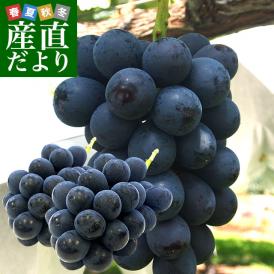 長野県産 ナガノパープル 約1キロ(2房) ぶどう 葡萄 送料無料 ※クール便