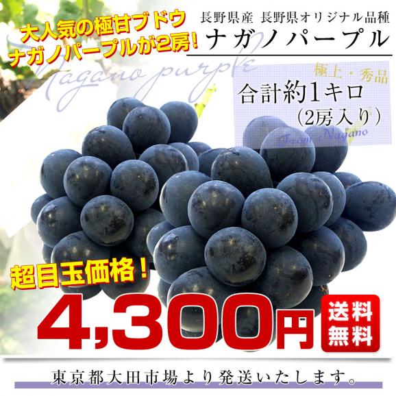 長野県産 ナガノパープル 約1キロ（2房入り）黒ぶどう 葡萄 ブドウ ぶどう 送料無料 クール便03