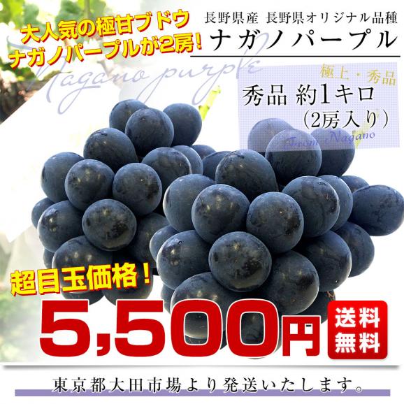 長野県産 ナガノパープル 秀品 約1キロ（2房入り）黒ぶどう 葡萄 ブドウ ぶどう 送料無料 クール便03