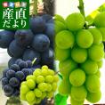 長野県より産地直送 JA信州うえだ ナガノパープルとシャインマスカット 各1房入 化粧箱 1キロ(約500g×2房) ぶどう 葡萄 ※クール便