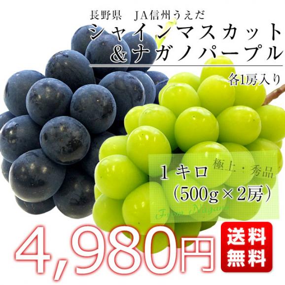 長野県より産地直送 JA信州うえだ ナガノパープルとシャインマスカット 各1房入 化粧箱 1キロ(約500g×2房) ぶどう 葡萄 ※クール便03