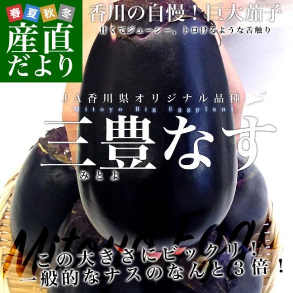 香川県から産地直送 JA香川県 巨大なナス「三豊なす」 約2キロ（4から6玉） 送料無料 茄子 なす ナス02