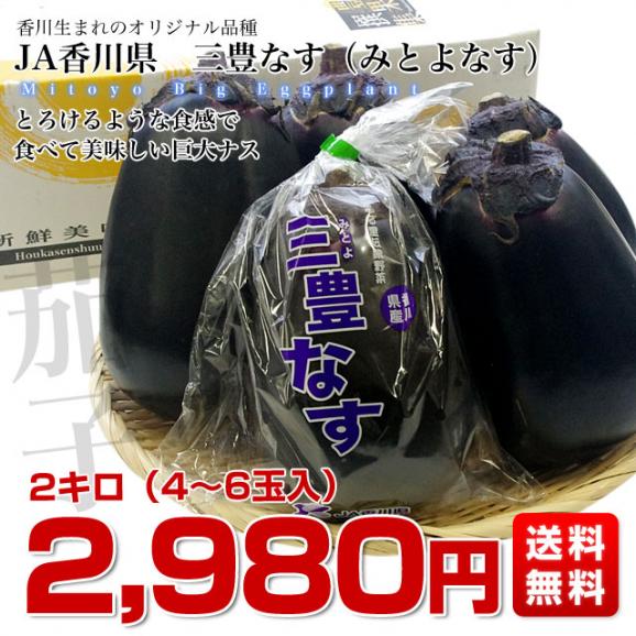 香川県から産地直送 JA香川県 巨大なナス「三豊なす」 約2キロ（4から6玉） 送料無料 茄子 なす ナス03