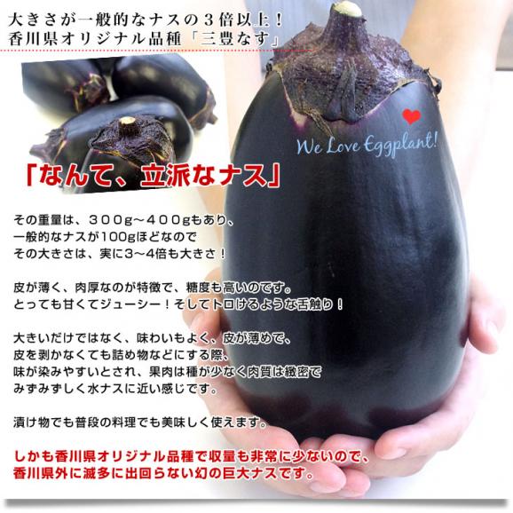 香川県から産地直送 JA香川県 巨大なナス「三豊なす」 約2キロ（4から6玉） 送料無料 茄子 なす ナス04