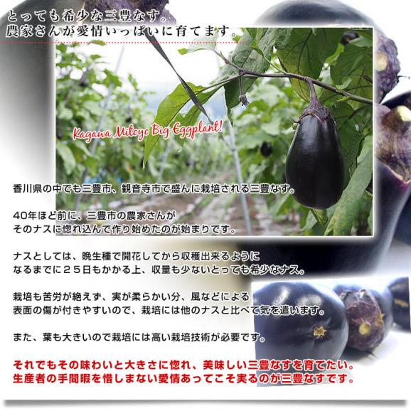 香川県から産地直送 JA香川県 巨大なナス「三豊なす」 約2キロ（4から6玉） 送料無料 茄子 なす ナス05