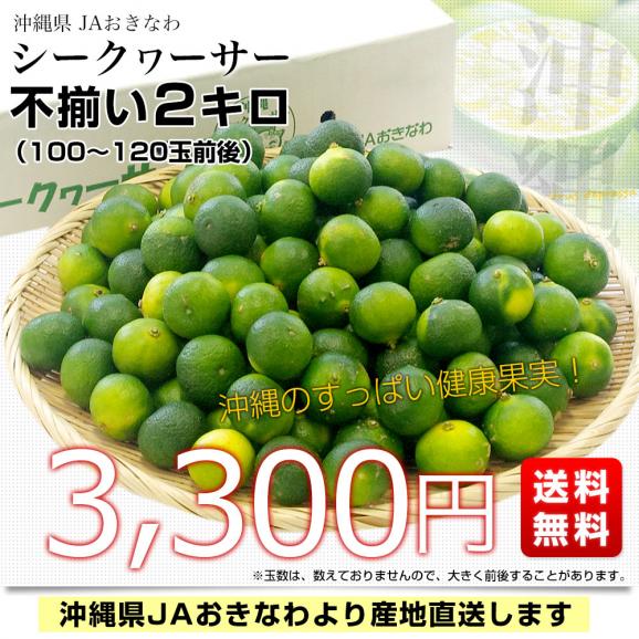 沖縄県から産地直送 JAおきなわ シークワーサー 約2キロ (約100玉前後) シークァーサー 送料無料03
