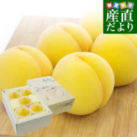 極上の黄桃が登場！岡山・総社生産もも生産組合の黄桃。