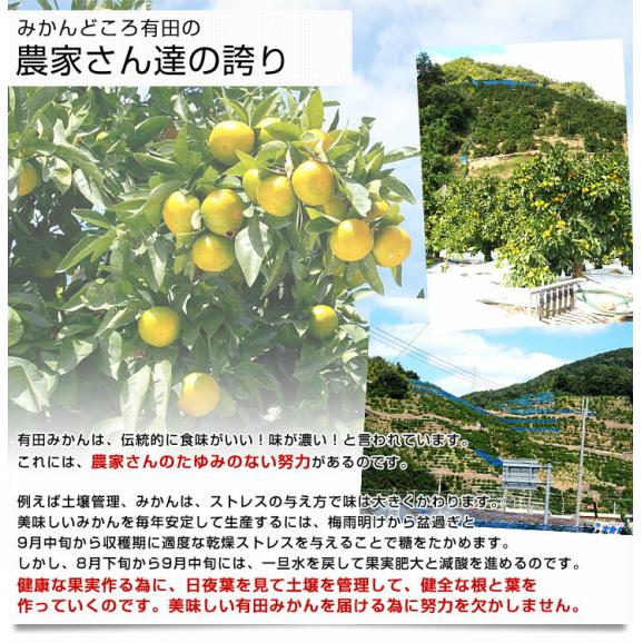和歌山県より産地直送 JAありだ 有田みかん 大玉 2Lサイズ 4.5キロ(30玉前後) 送料無料 蜜柑 ミカン お歳暮 御歳暮05