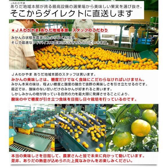 和歌山県より産地直送 JAわかやま ありだ地域本部 有田みかん 大玉 2Lサイズ 4.5キロ(30玉前後) 送料無料 蜜柑 ミカン お歳暮 御歳暮06