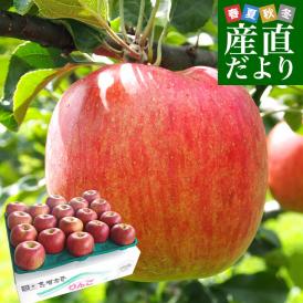 長野県より産地直送　JAながの　志賀高原のシナノスイート ご家庭用　約5キロ　(12玉から20玉)　送料無料 林檎　りんご　リンゴ