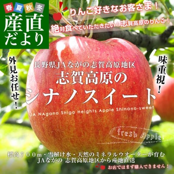 長野県より産地直送　JAながの　志賀高原のシナノスイート ご家庭用　約5キロ　(12玉から20玉)　送料無料 林檎　りんご　リンゴ02