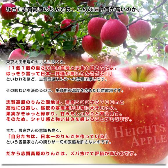 長野県より産地直送　JAながの　志賀高原のシナノスイート ご家庭用　約5キロ　(12玉から20玉)　送料無料 林檎　りんご　リンゴ05
