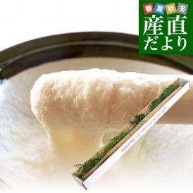 佐賀県より産地直送 JAからつ 自然薯 2Lサイズ 1本入 約1.2キロ 化粧箱 送料無料 じねんじょ 山芋 やまいも