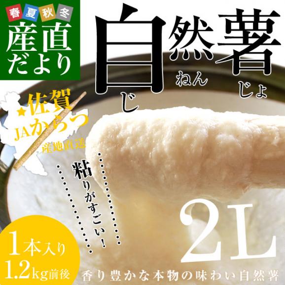 佐賀県より産地直送 JAからつ 自然薯 2Lサイズ 1本入 約1.2キロ 化粧箱 送料無料 じねんじょ 山芋 やまいも02