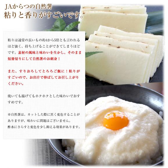 佐賀県より産地直送 JAからつ 自然薯 2Lサイズ 1本入 約1.2キロ 化粧箱 送料無料 じねんじょ 山芋 やまいも05