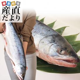 北海道の味！新物の新巻きサケがお買い得！