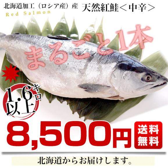 北海道より直送　北海道加工　天然紅鮭　＜中辛＞　まるごと1本　1.6キロ以上（ロシア産） 送料無料　紅鮭　べにさけ　シャケ お歳暮 冬ギフト03