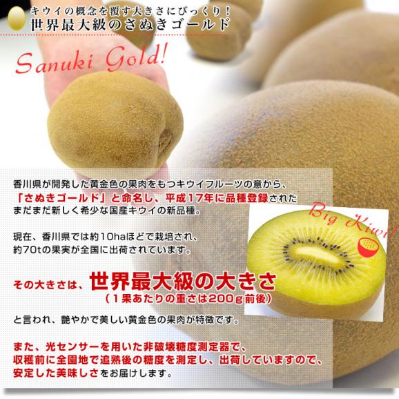 香川県より産地直送 JA香川県 キウイフルーツ さぬきゴールド ご家庭用 1キロ(4玉から8玉) 送料無料 キウィ04