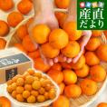 愛媛県より産地直送 JAにしうわ みなの共選 西宇和みかん 和 (なごみ) SからSSサイズ 5キロ(60玉から80玉前後) 送料無料 蜜柑 ミカン