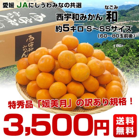 愛媛県より産地直送 JAにしうわ みなの共選 西宇和みかん 和 (なごみ) SからSSサイズ 5キロ(60玉から80玉前後) 送料無料 蜜柑 ミカン03