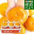 愛媛県周桑産 JA東予園芸 太天柿 秀品 3.5キロ(5玉から7玉) 送料無料  たいてんがき かき 市場スポット