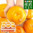 愛媛県周桑産 JA東予園芸 太天柿 ご家庭用 3.5キロ(5玉から7玉) 送料無料  たいてんがき かき 市場スポット
