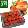 栃木県より産地直送 渡辺さんちのTちゃんいちご(栃乙女) 600g (不揃い：14粒から21粒) 苺 いちご イチゴ ストロベリー 送料無料 ※クール便発送